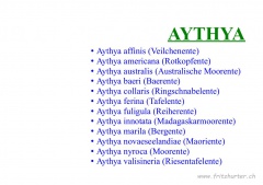 Aythya
